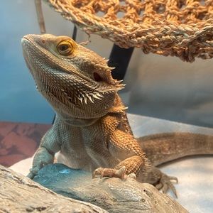 Meet your Posher, Scarlett